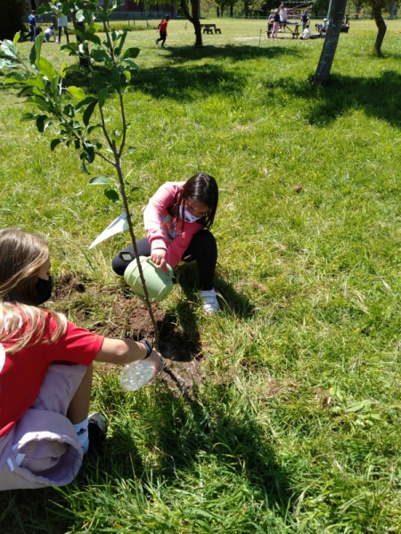 Plantando froiteiras