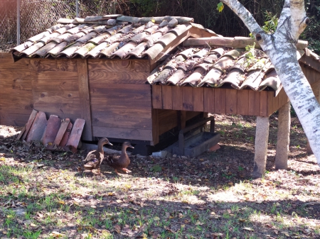 Patos no CEIP Albino Núñez