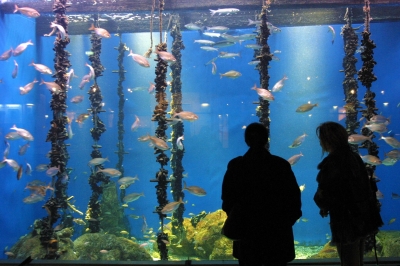 Visitas gratuítas e actividades didácticas no Aquarium Finisterrae da Coruña