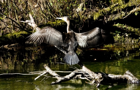 Un cormorán a las orillas del río Tea