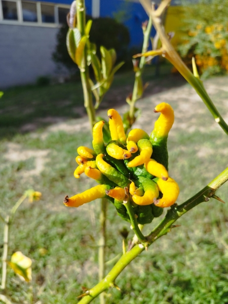 Jardín de cítricos