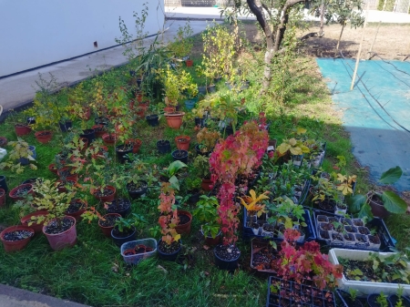 Vivero forestal